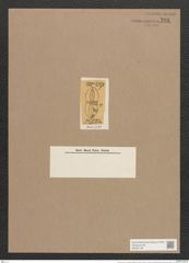 Navicula lyra var. constricta O'Meara (de-Toni-Nr.: Genus 1, Species 327) Zeichnungen Sammlung Grunow Nr. 738 (NHMW-BOT-W0367126)